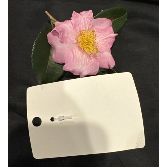 Mint Stainless Steel Crystal Starfish Shell Charm Silvertone Bangle Bracelet NEW - Picture 7 of 7